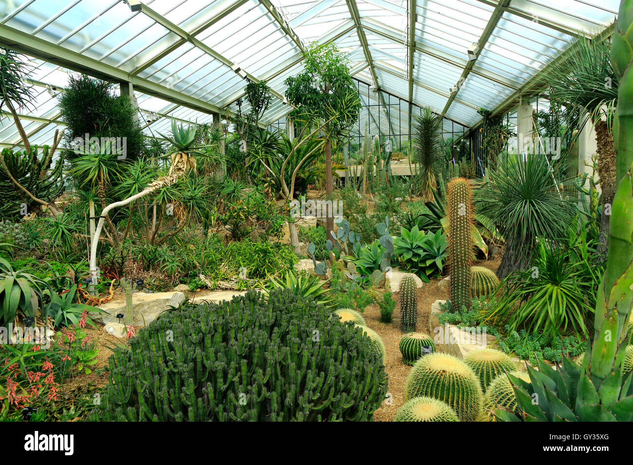 Las plantas del desierto en el Princess of Wales conservatory, Royal Botanic Gardens, Kew, Londres, Inglaterra, Reino Unido. Foto de stock