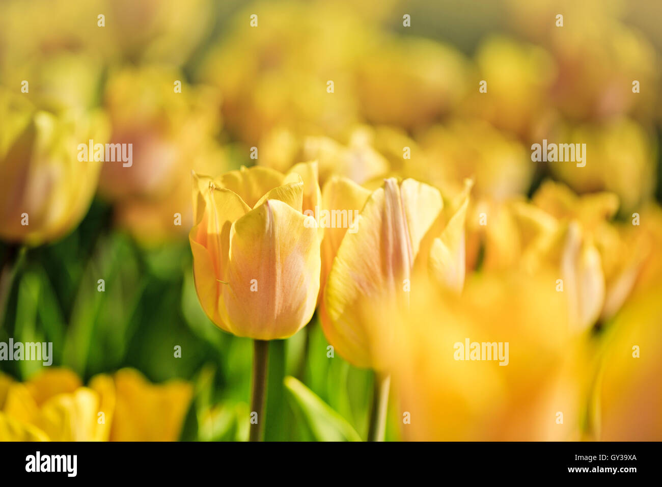 Hermosa flor brillante cama con tulipanes en un soleado día de primavera Foto de stock