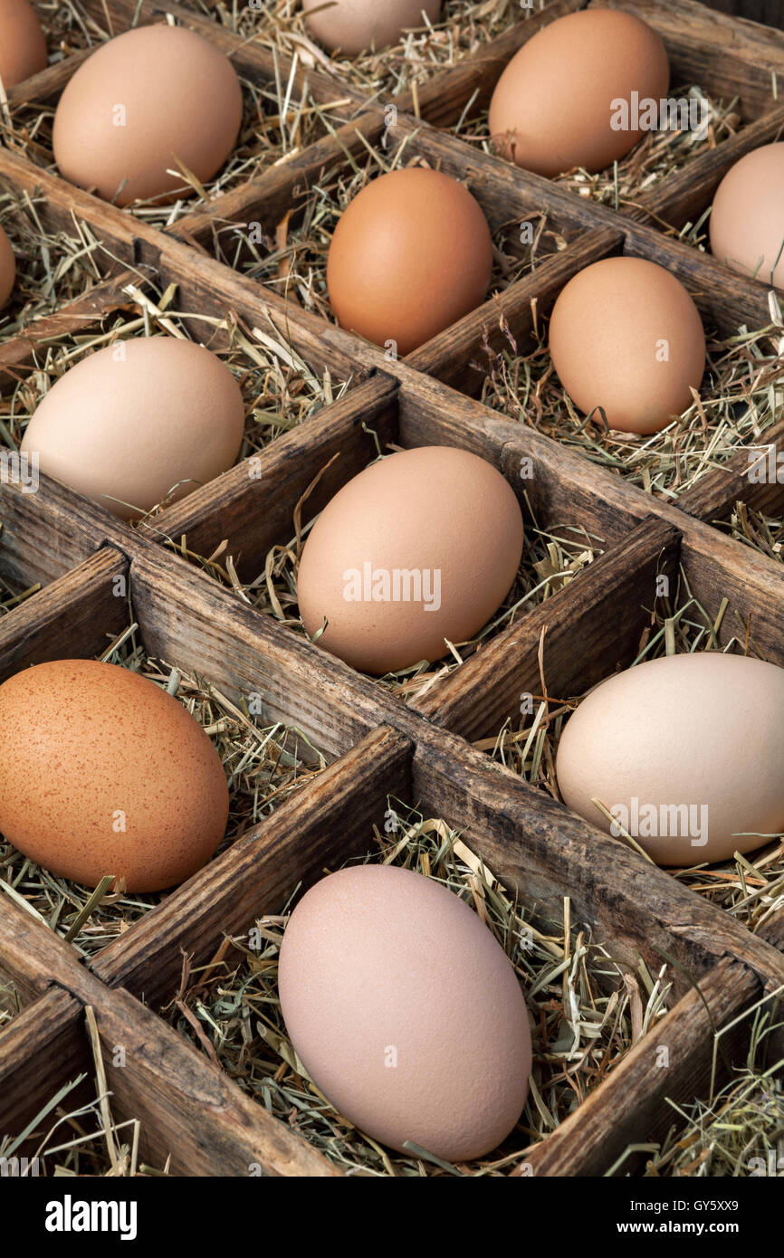 Caja con huevos de gallina Foto de stock