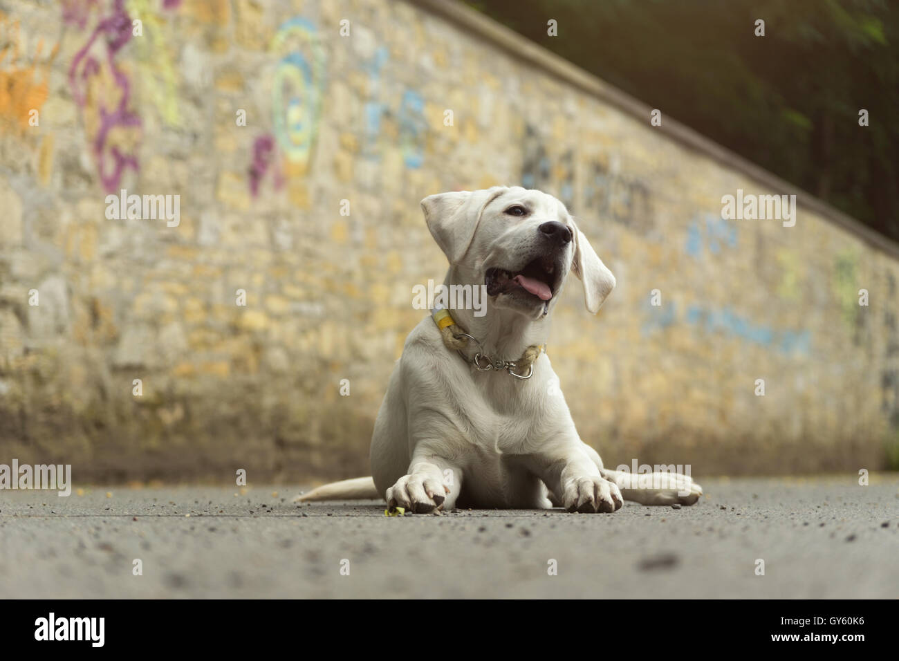 Lindo joven cachorro de perro labrador en el sol Foto de stock