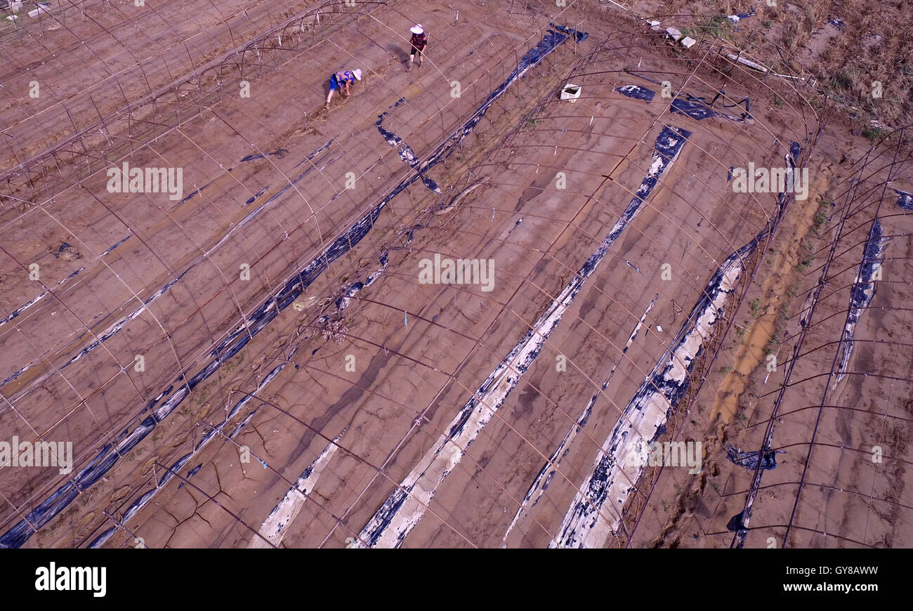 Quanzhou, provincia de Fujian de China. 18 Sep, 2016. Los agricultores de limpiar un campo anegado, una vez una base vegetal, tras el tifón Meranti barrida y dejó daños severos, en Quanzhou, sudeste de la provincia de Fujian, China, el 18 de septiembre de 2016. Tras el tifón, el socorro y la reconstrucción se inició en la provincia de Fujian a traer de vuelta a la vida normal. Crédito: Zhang Jiuqiang/Xinhua/Alamy Live News Foto de stock