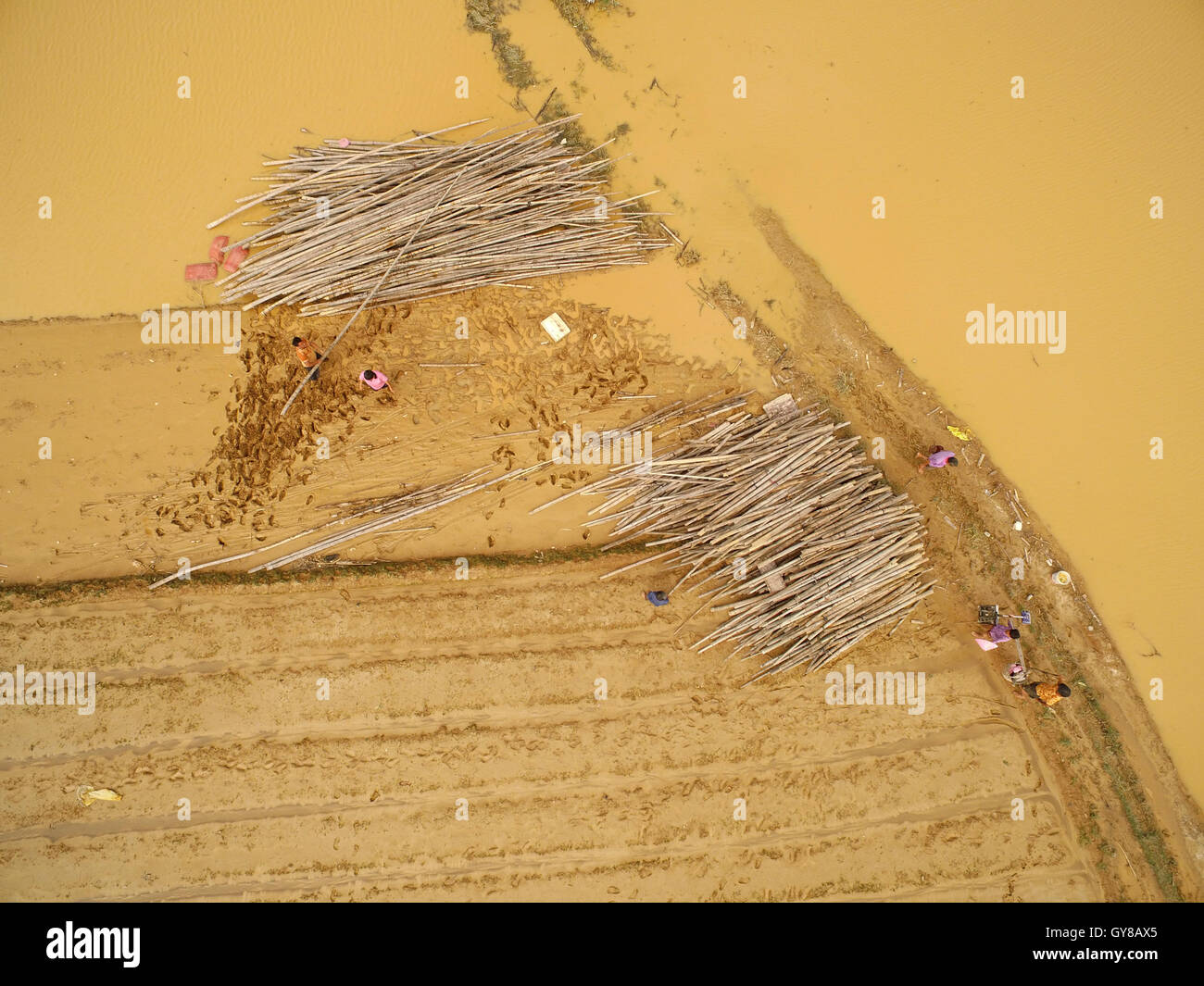 Quanzhou, provincia de Fujian de China. 18 Sep, 2016. Los agricultores de limpiar un campo anegado, una vez una base vegetal, tras el tifón Meranti barrida y dejó daños severos, en Quanzhou, sudeste de la provincia de Fujian, China, el 18 de septiembre de 2016. Tras el tifón, el socorro y la reconstrucción se inició en la provincia de Fujian a traer de vuelta a la vida normal. Crédito: Zhang Jiuqiang/Xinhua/Alamy Live News Foto de stock