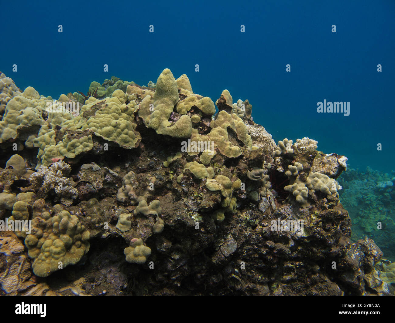Vida coral Foto de stock