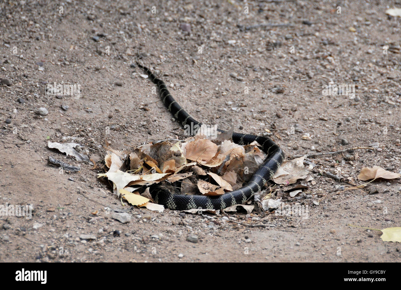 Un Kingsnake, una serpiente colubrid, miembro del género Lampropeltis, desierto Sonoran, Tucson, Arizona, EE.UU. Foto de stock