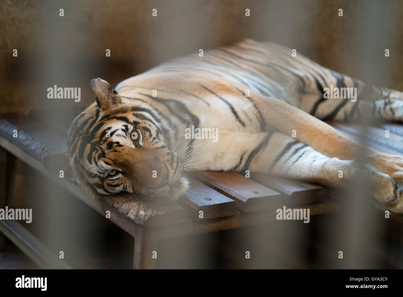 Tigre detrás de los barrotes de la jaula en el zoo Foto de stock