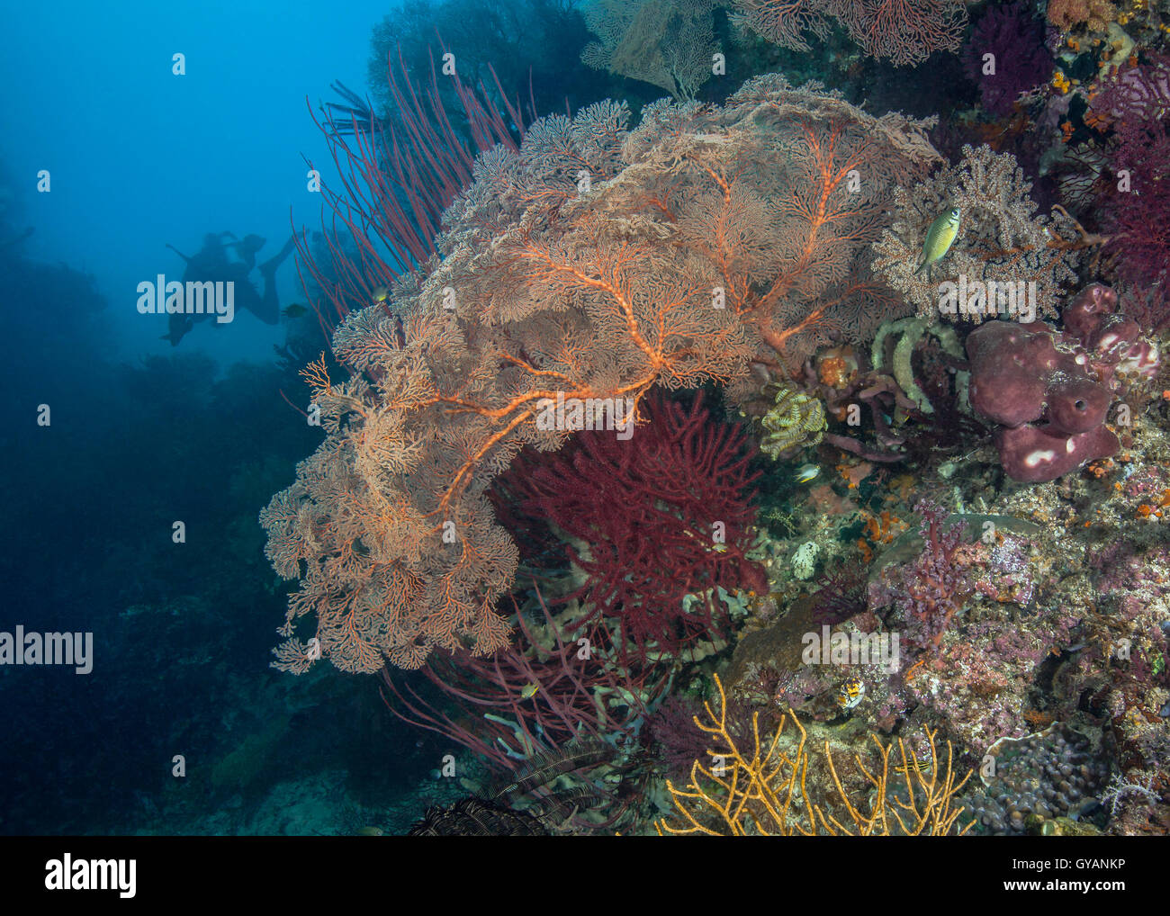 Arrecifes de coral sanos con brillantes seafans Foto de stock