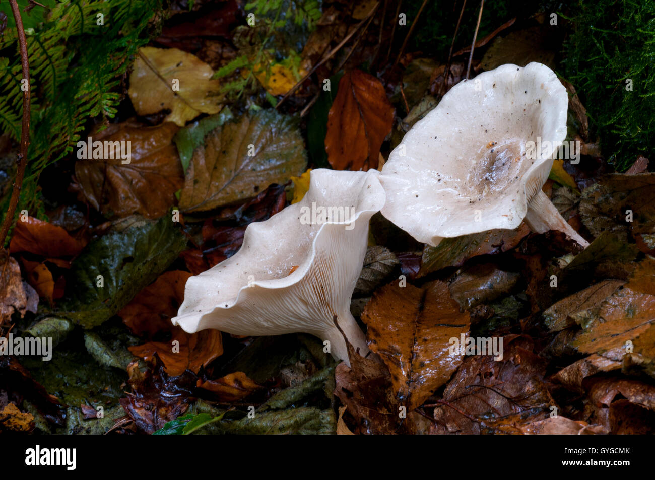 Embudo nublado hongo (Clytocybe nebularis) creciendo en Clumber Park, Nottinghamshire. De octubre. Foto de stock
