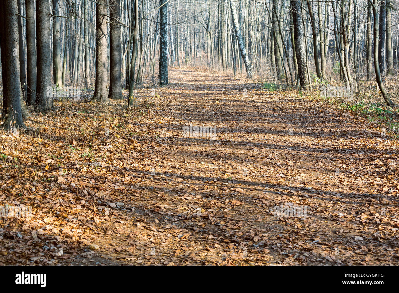 Camino de ripio a través de bosques otoñales en día soleado Foto de stock