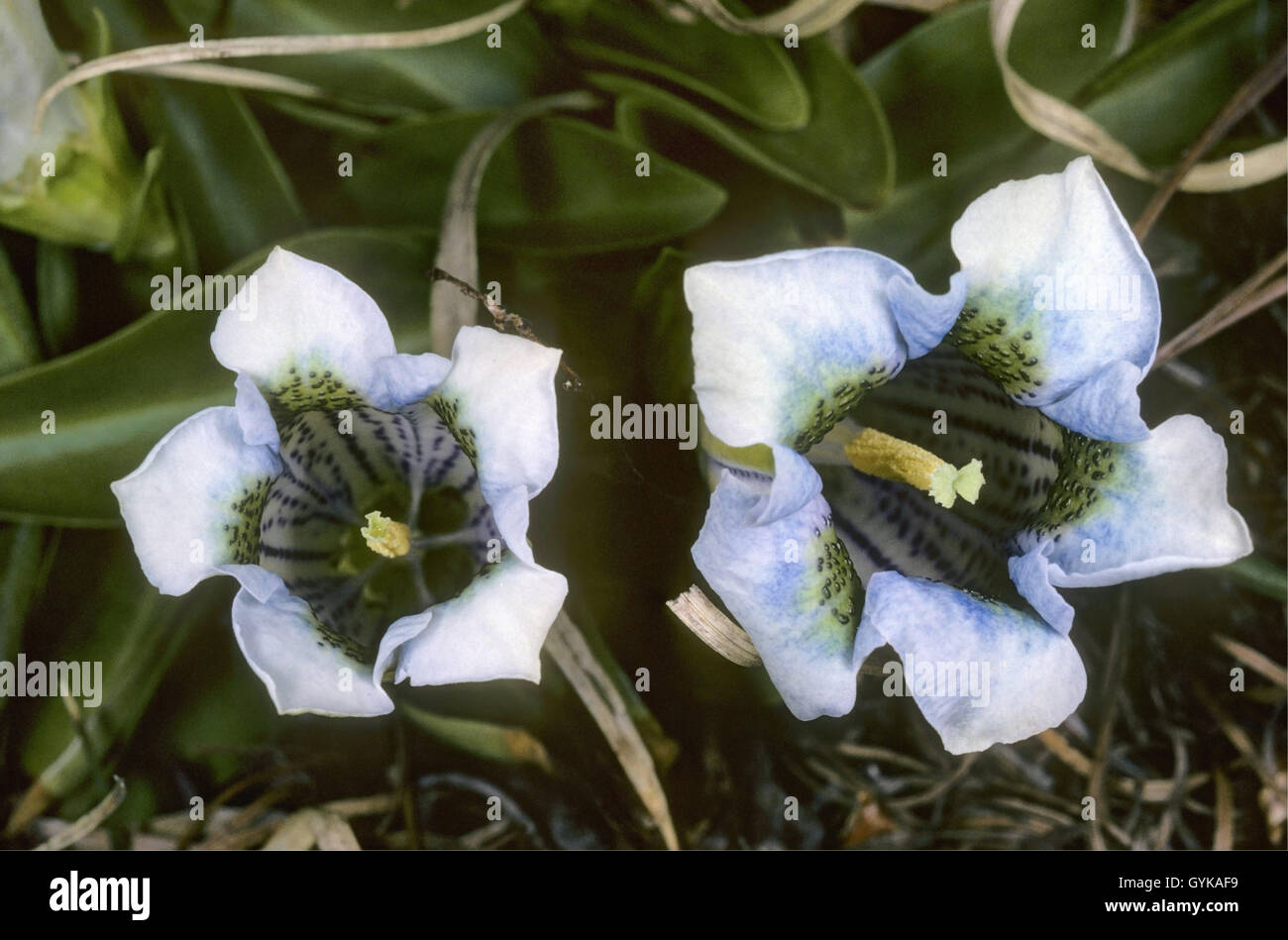 Trompeta Stemless genciana, genciana (Gentiana acaulis), flores de color azul claro, en Italia, el Tirol del Sur, Dolomiten Foto de stock