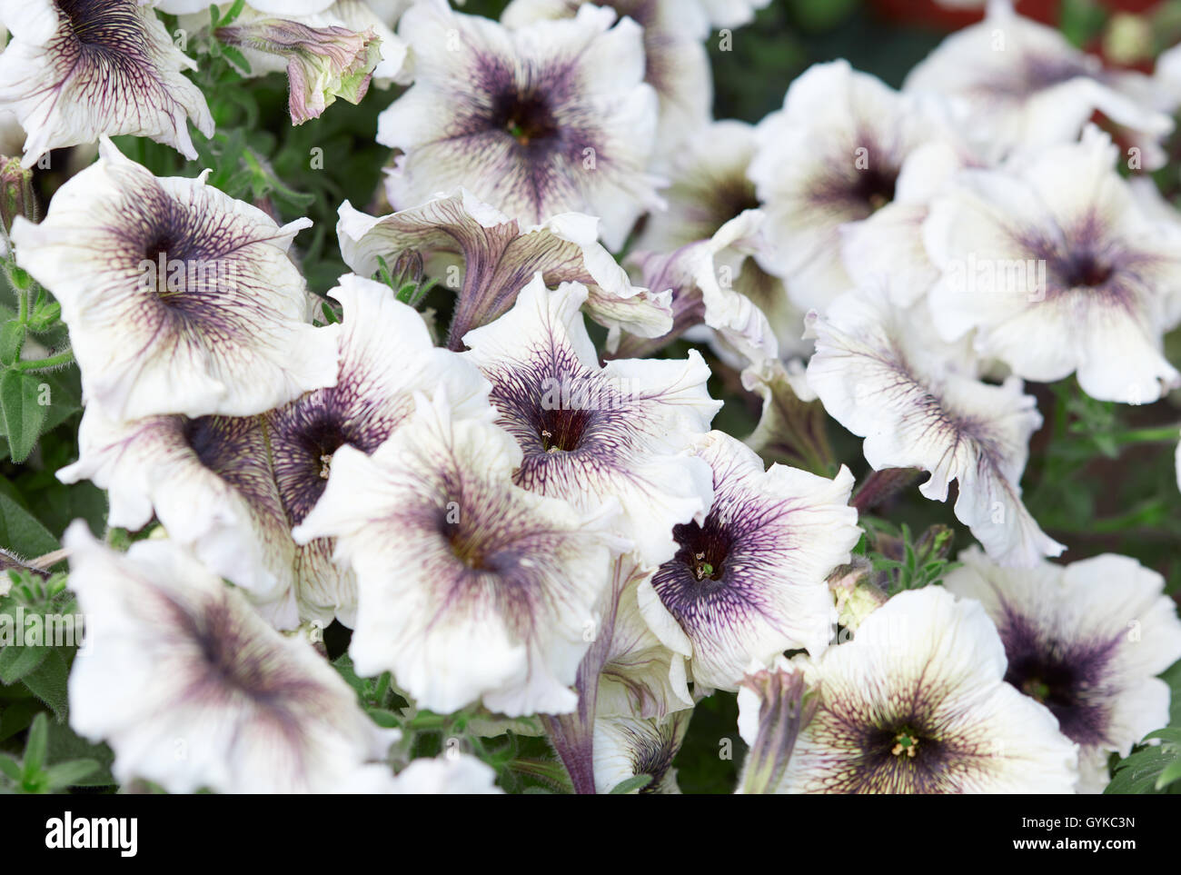 Petunia flores blancas con vetas púrpura, antecedentes Foto de stock