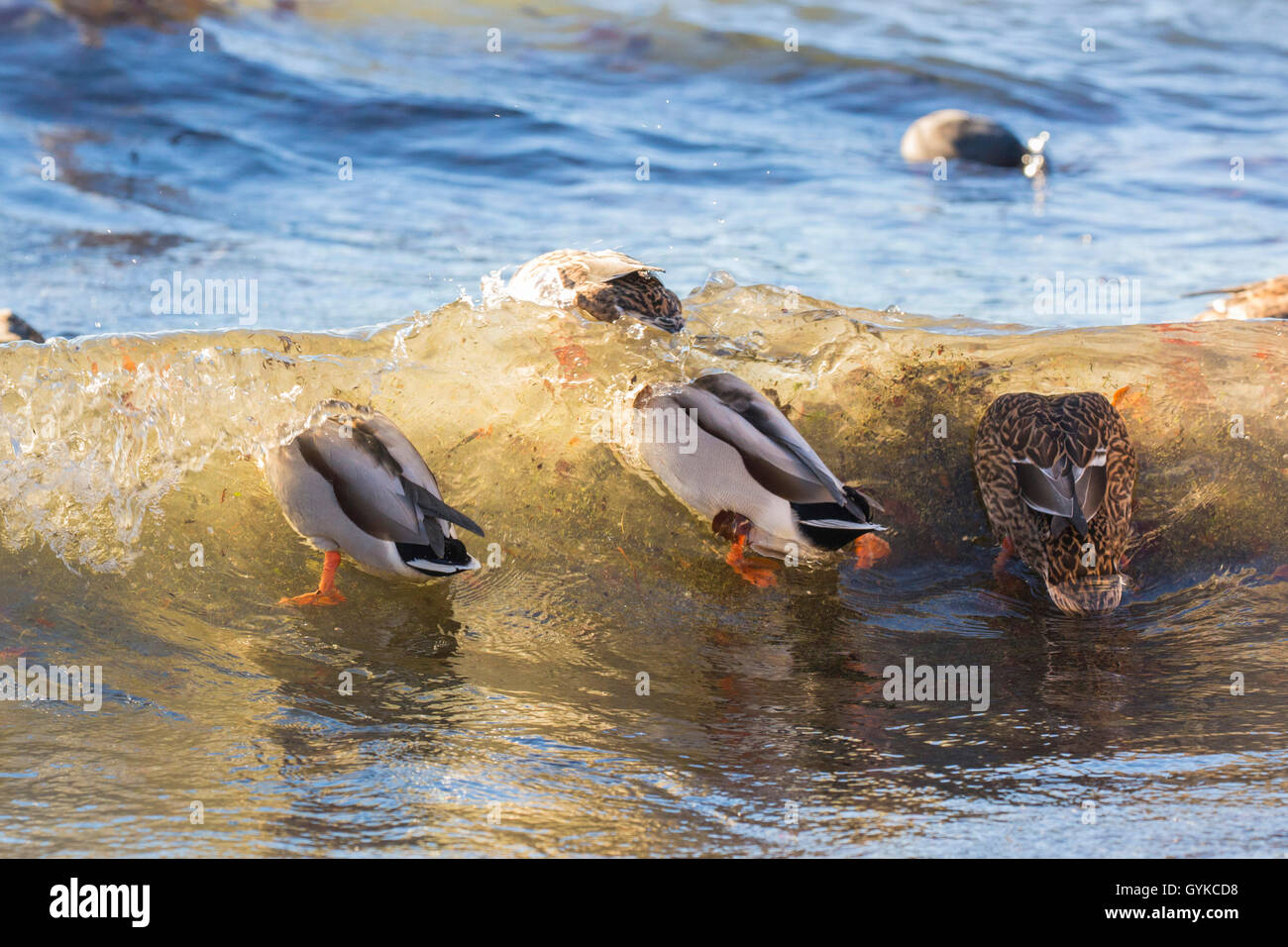 El ánade real (Anas platyrhynchos), están invadidos por las olas, Alemania, Baviera, el lago Chiemsee Foto de stock