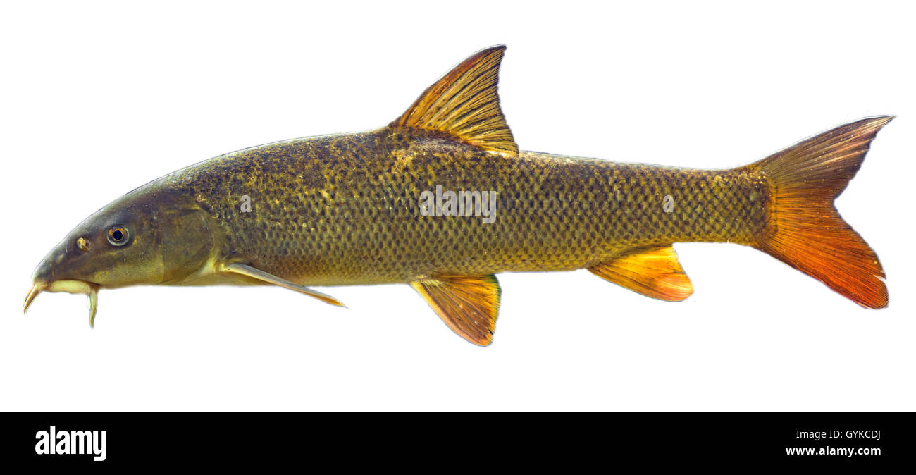Barbo (Barbus barbus), hembra, el recorte Foto de stock