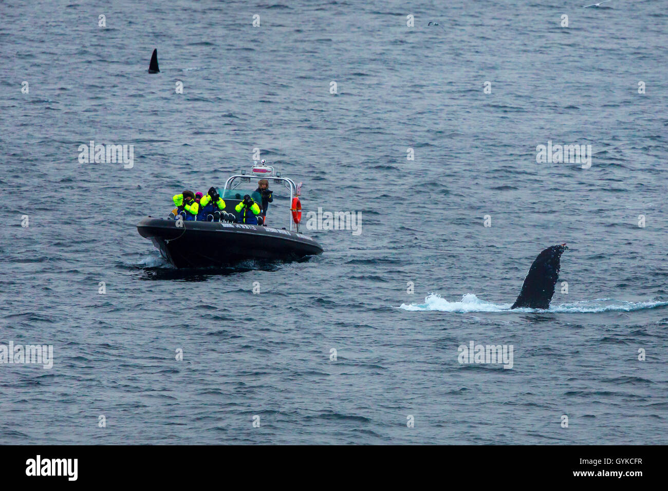La ballena jorobada (Megaptera novaeangliae), Whale safari en barco cerca de sumergir la ballena jorobada, Noruega Fylke Troms, Senja Mefjord Foto de stock