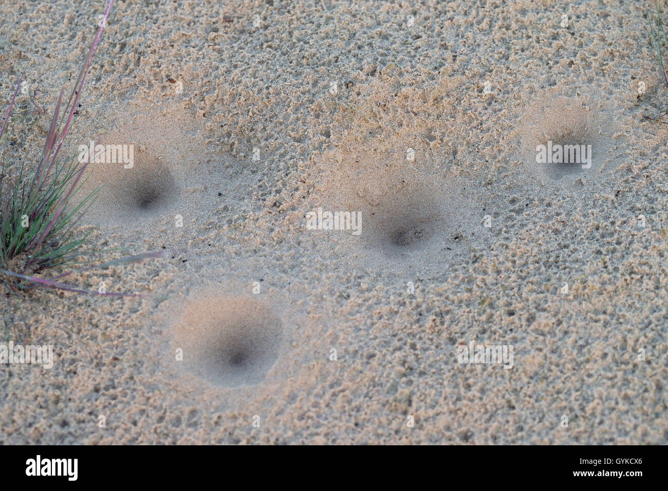 (Antlion Euroleon spec.), hoyos en la arena de una duna continentales, Alemania Foto de stock