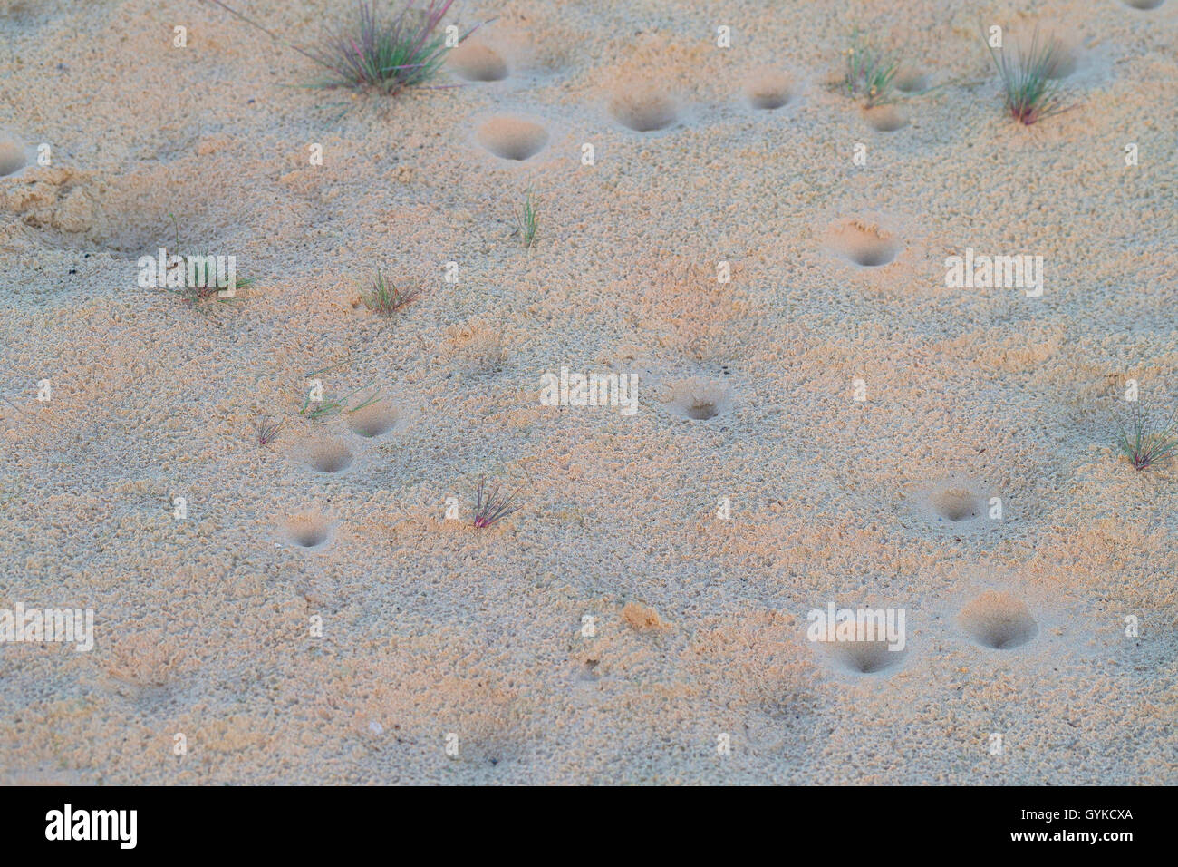 (Antlion Euroleon spec.), hoyos en la arena de una duna continentales, Alemania Foto de stock