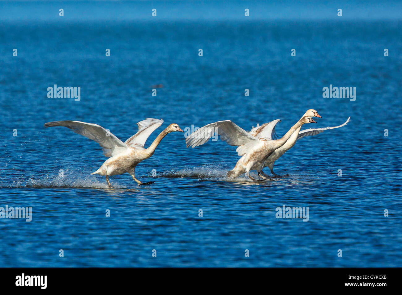 Cisne (Cygnus olor), tres cisnes silencio deslizándose en el aterrizaje sobre el agua, Alemania, Baviera, el lago Chiemsee Foto de stock