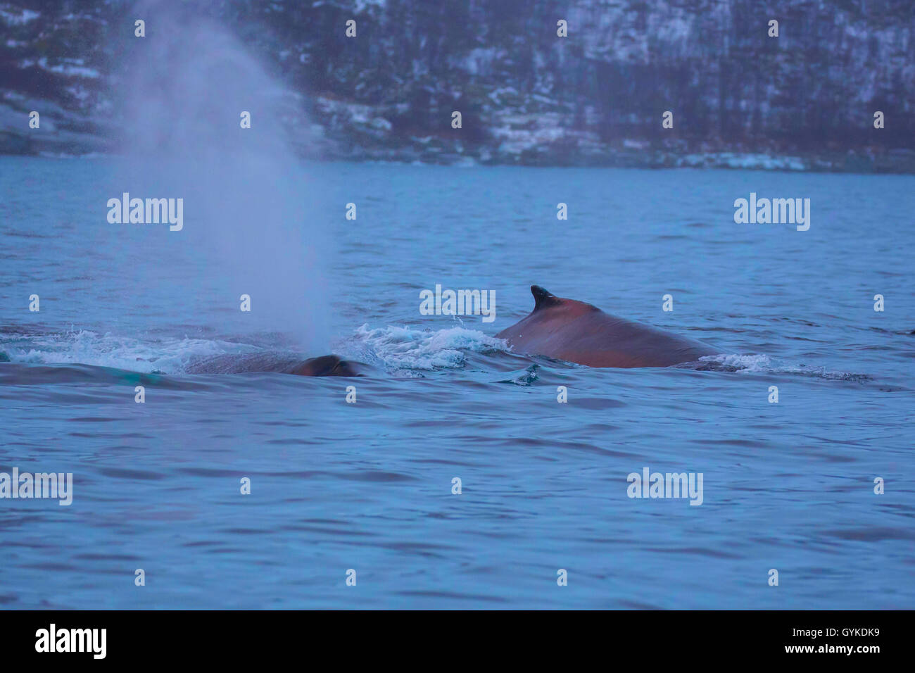 La ballena jorobada (Megaptera novaeangliae), mañana en el estado de ánimo en la superficie del agua exhalando, Noruega Troms, Senja Foto de stock