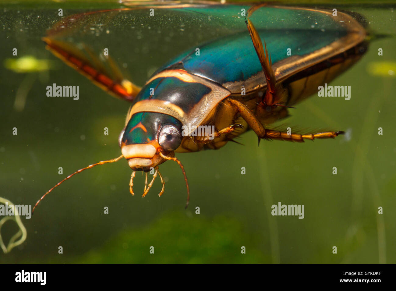 Buceo fantástico escarabajo (Dytiscus marginalis), macho toma aliento en la superficie del agua Foto de stock