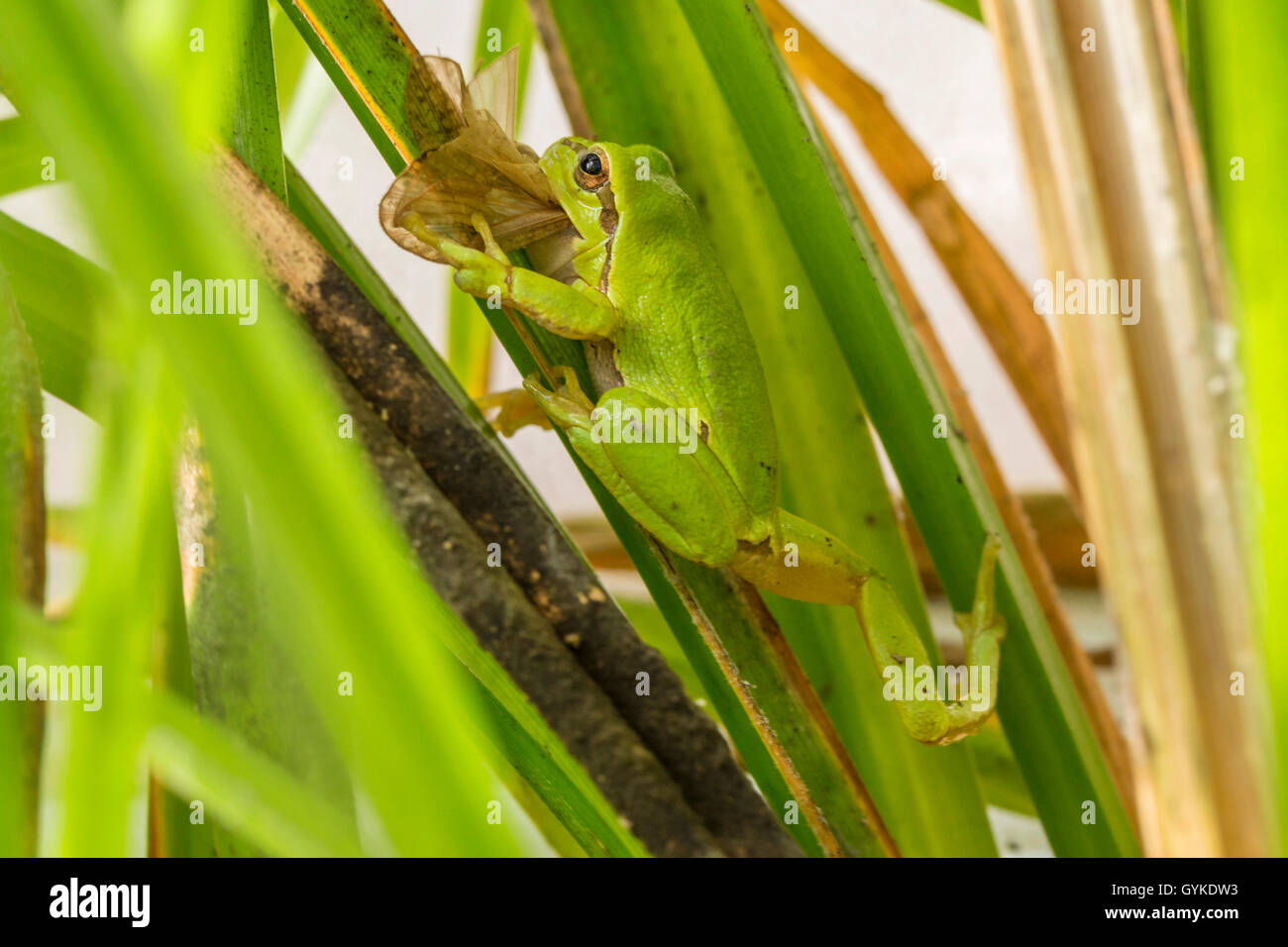 Unión treefrog, común, Europa Central treefrog treefrog (Hyla Arborea), alimenta una mosca Caddis, Alemania Foto de stock