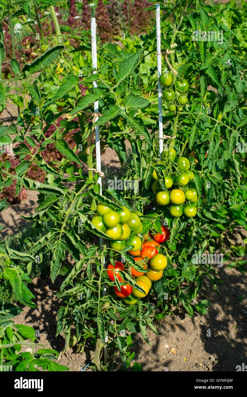 Cultivo de tomate al aire libre. Foto de stock