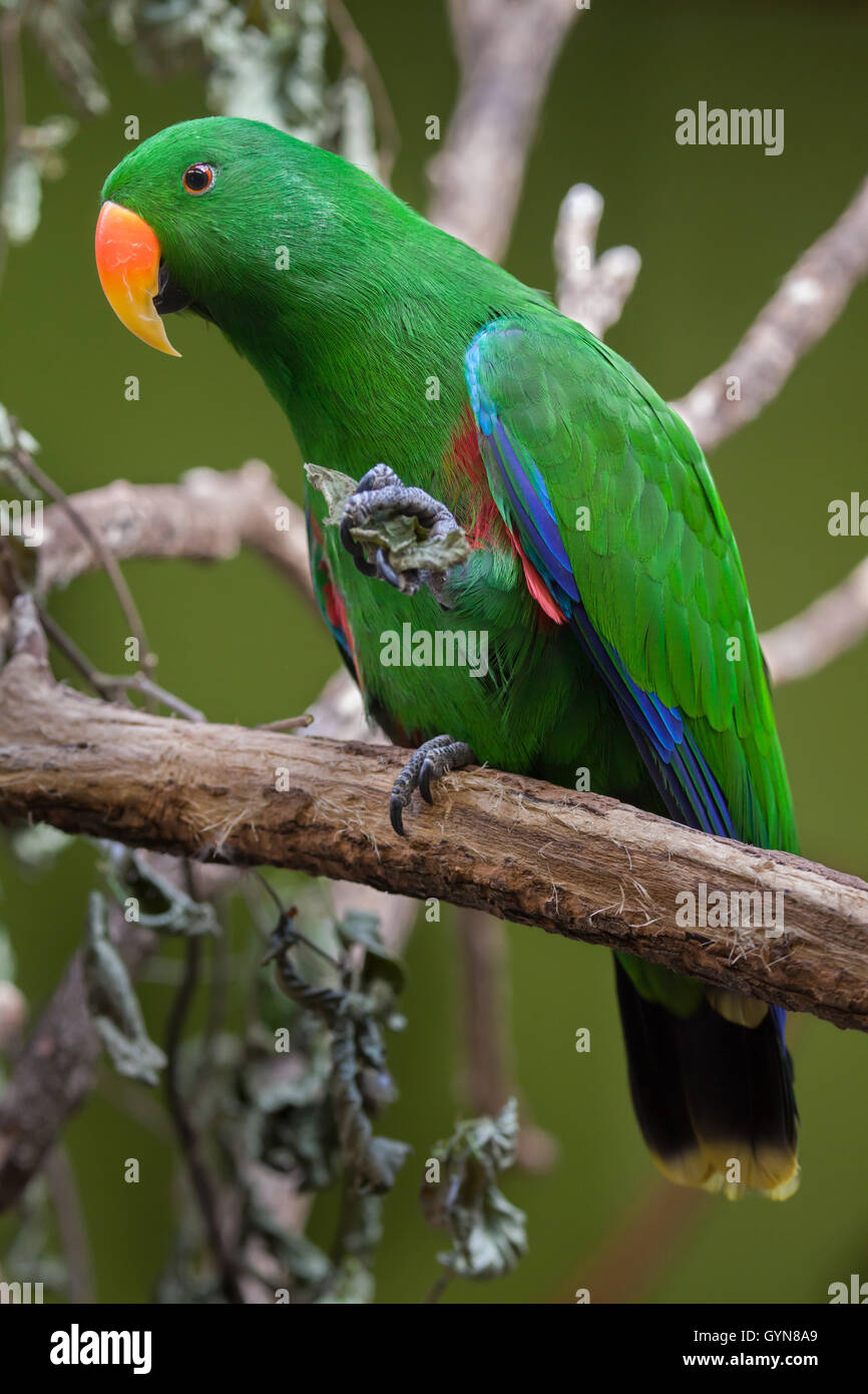 (Eclectus roratus Eclectus loros). Animales silvestres. Foto de stock