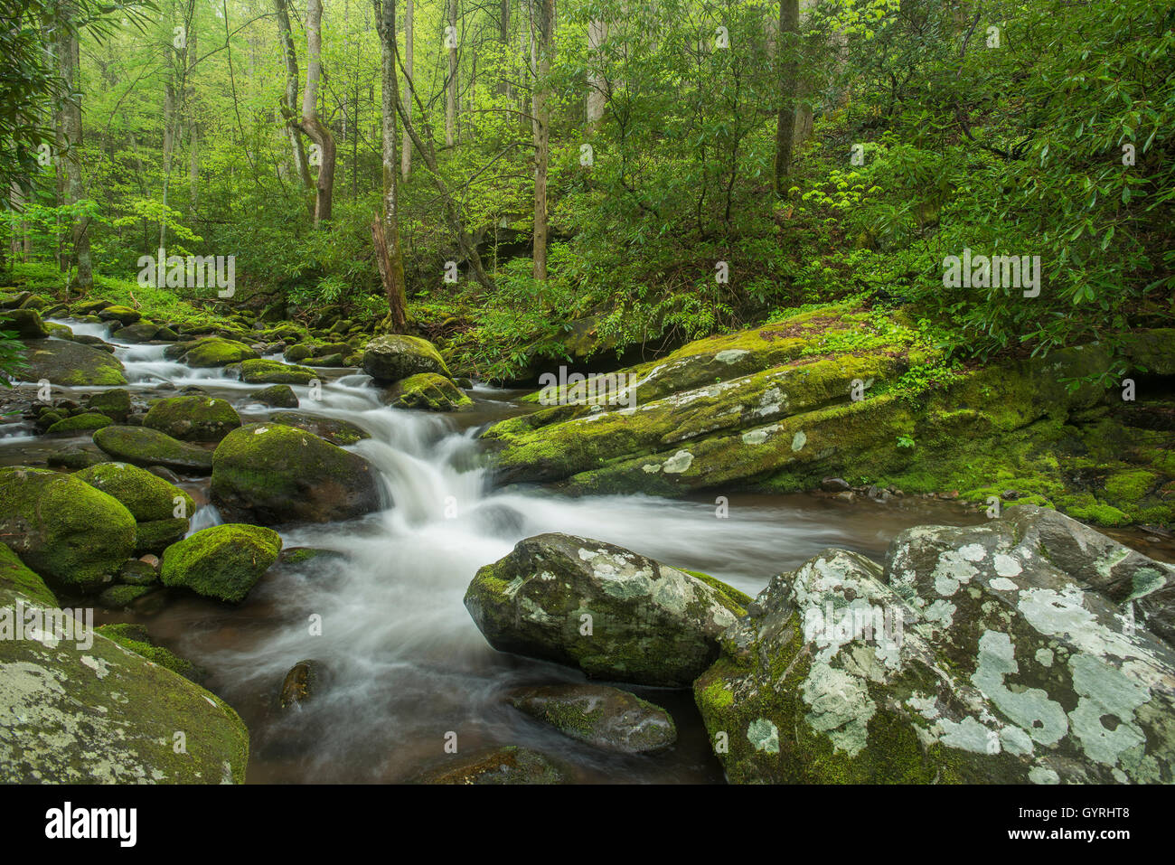 Cubiertos de musgo de rocas y piedras a lo largo del río Roaring Fork, Verano, Great Smoky Mountain National Park, Tennessee, EE.UU. Foto de stock