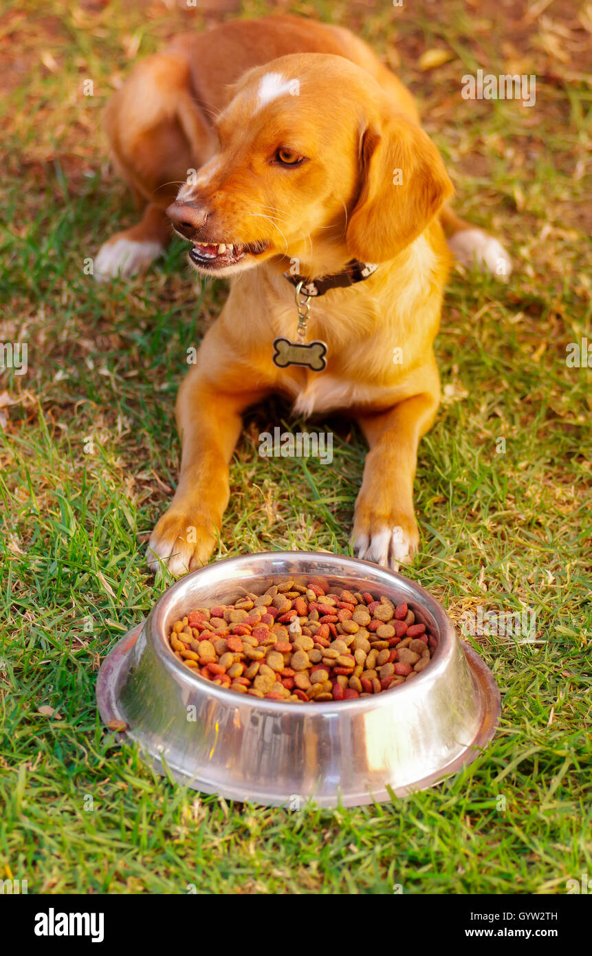 Perro en la dieta fotografías e imágenes de alta resolución - Página 18 -  Alamy