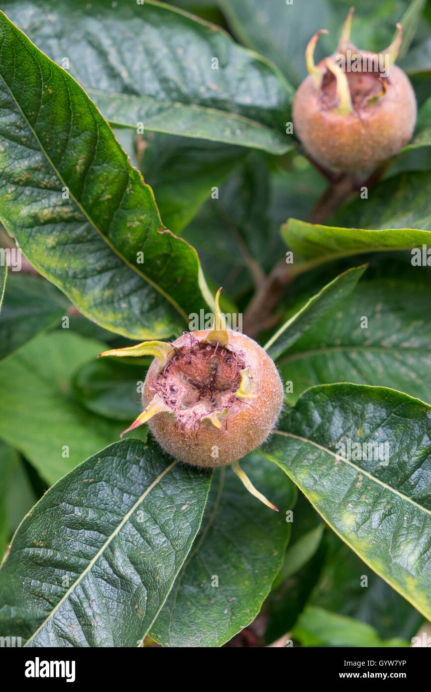 Mespilus germanica, conocido como el níspero o níspero común. Foto de stock