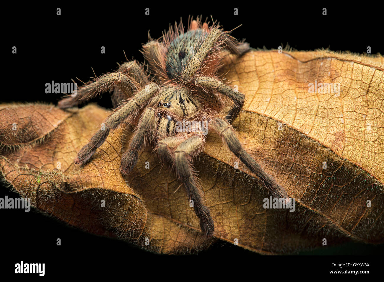 Tarantula juvenil (probablemente Pamphobeteus insignis), selva amazónica, Río Canande reserva forestal, Choco, Ecuador Foto de stock