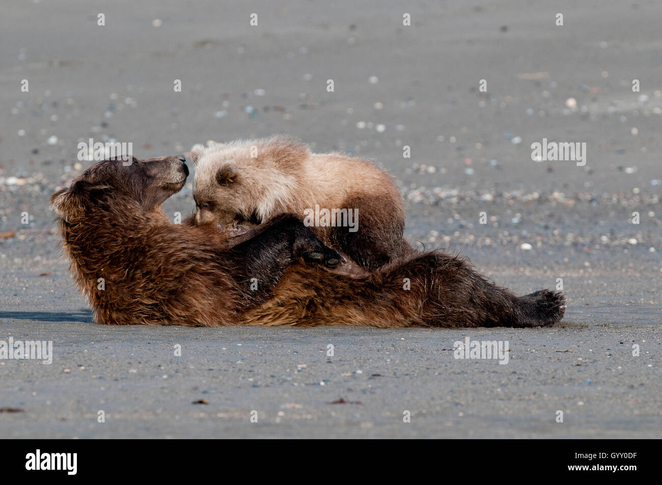 Oso pardo (Ursus arctos) siembre la enfermería cubs en el Parque Nacional Lake Clark, AK Foto de stock