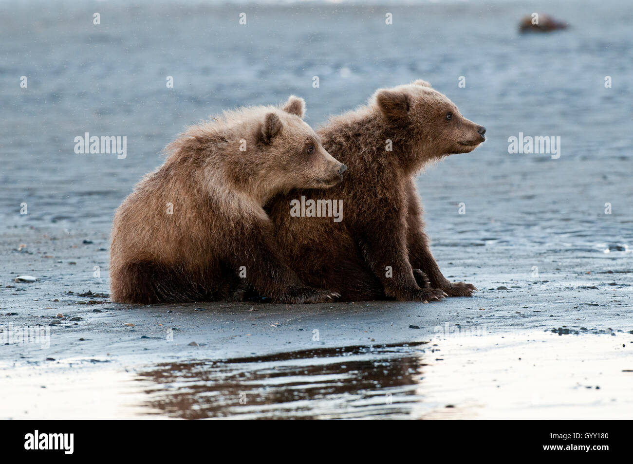 Crías de oso pardo (Ursus arctos) en el plano de marea en el Parque Nacional Lake Clark, Alaska Foto de stock