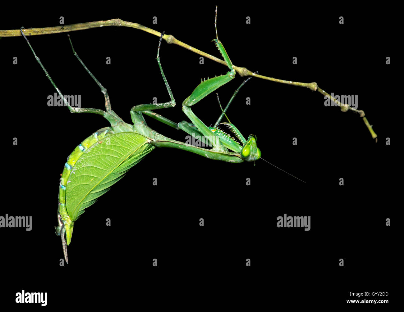 Mantis neotropicales (hembra), Mantises (familia Mantidae), selva amazónica, Río Canande reserva forestal, Choco, Ecuador Foto de stock