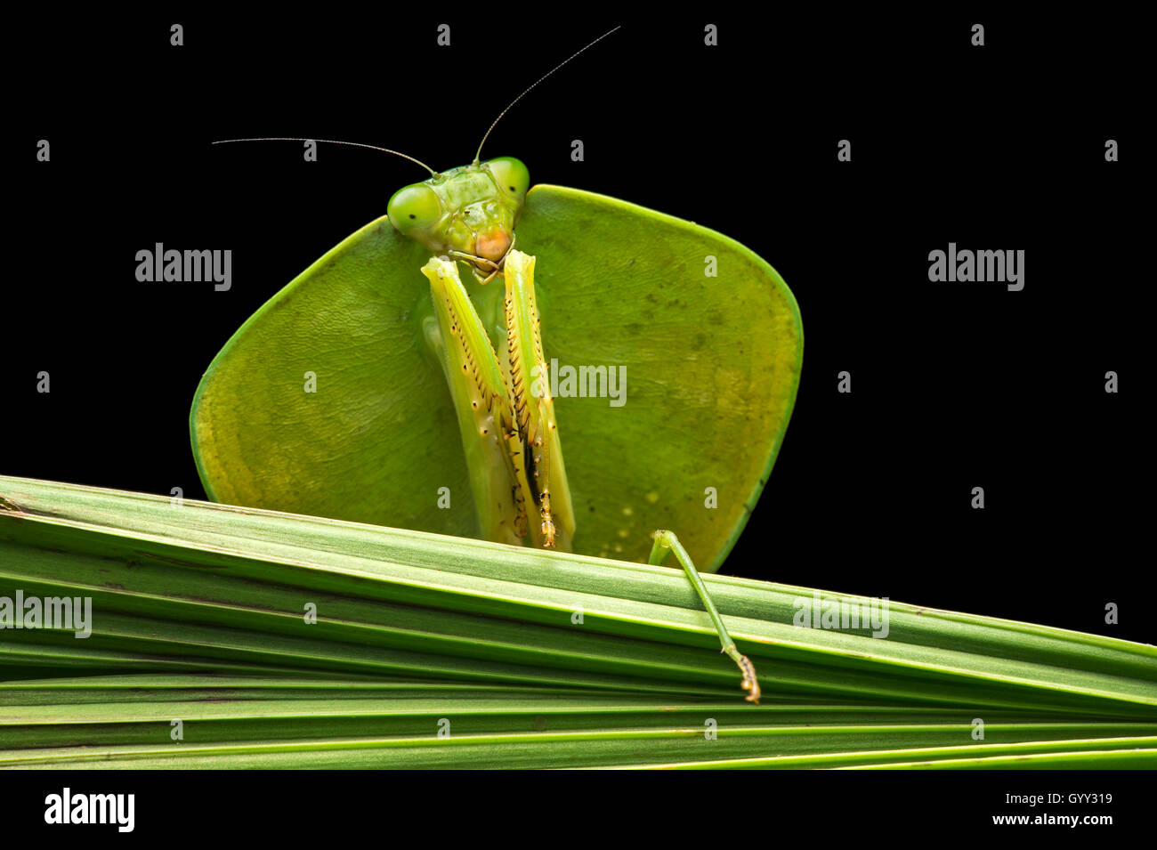 Escudo (Choeradodis mantis sp.), (Mantodea familia), selva amazónica, Río Canande reserva forestal, Choco, Ecuador Foto de stock