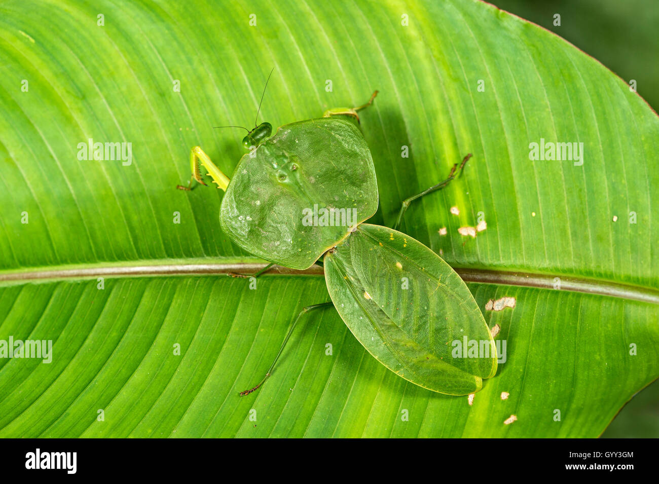 Escudo (Choeradodis mantis sp.), (Mantodea familia), selva amazónica, Río Canande reserva forestal, Choco, Ecuador Foto de stock