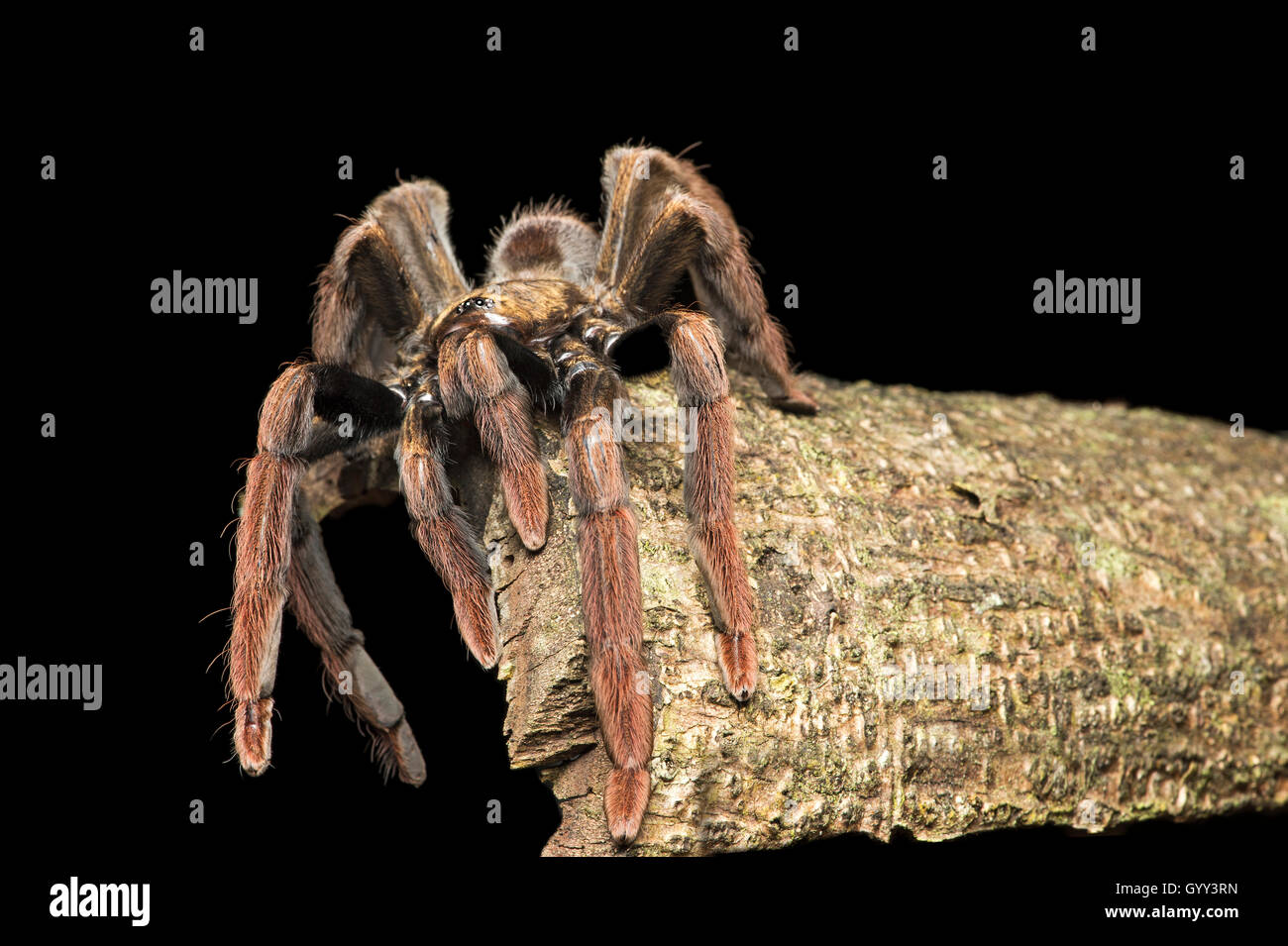 Tarantula juvenil, (familia Theraphosidae), selva amazónica, Río Canande reserva forestal, Choco, Ecuador Foto de stock