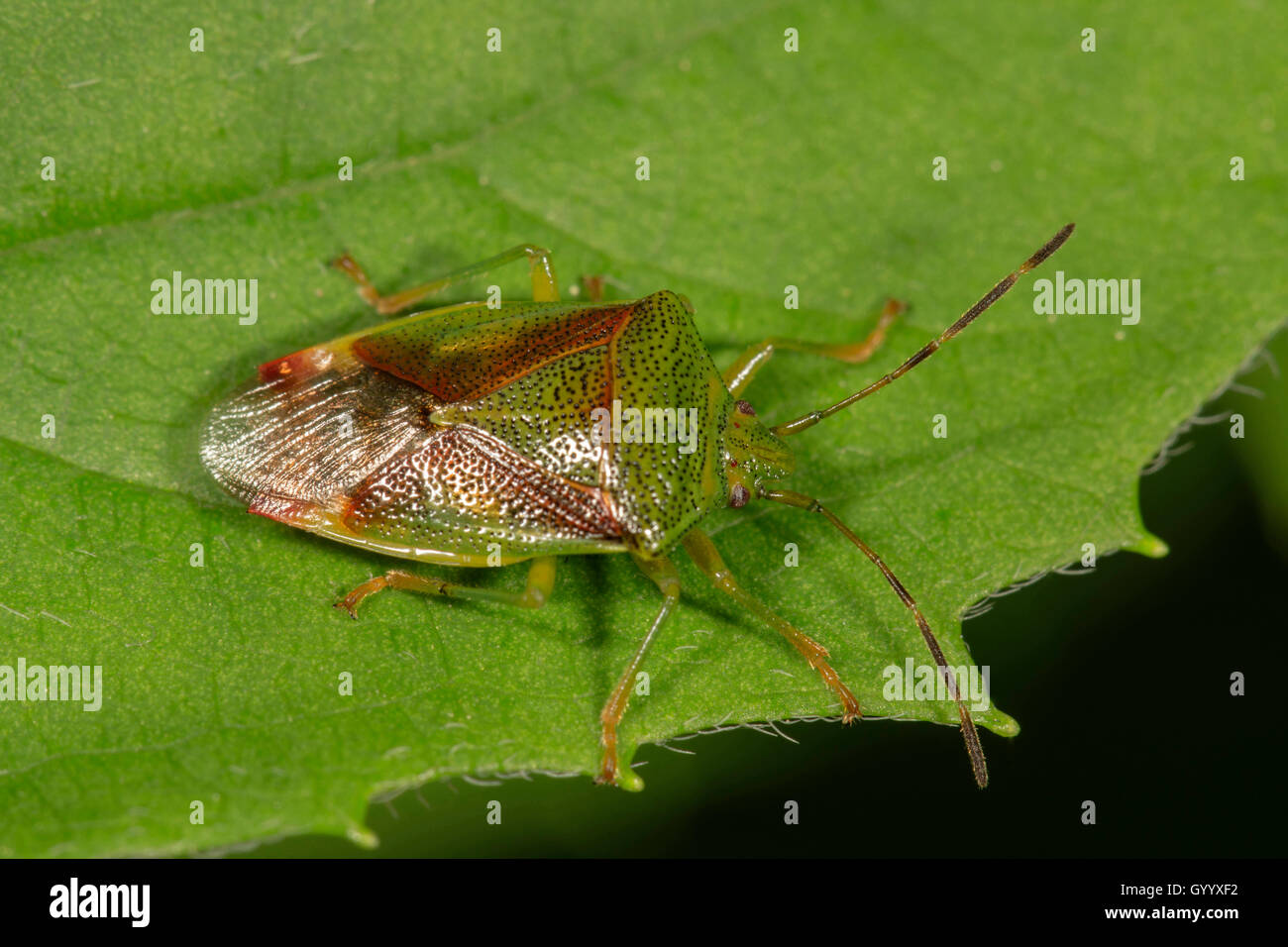 Hawthorn Acanthosoma haemorrhoidale Bug (Escudo) en hoja, Baden-Württemberg, Alemania Foto de stock