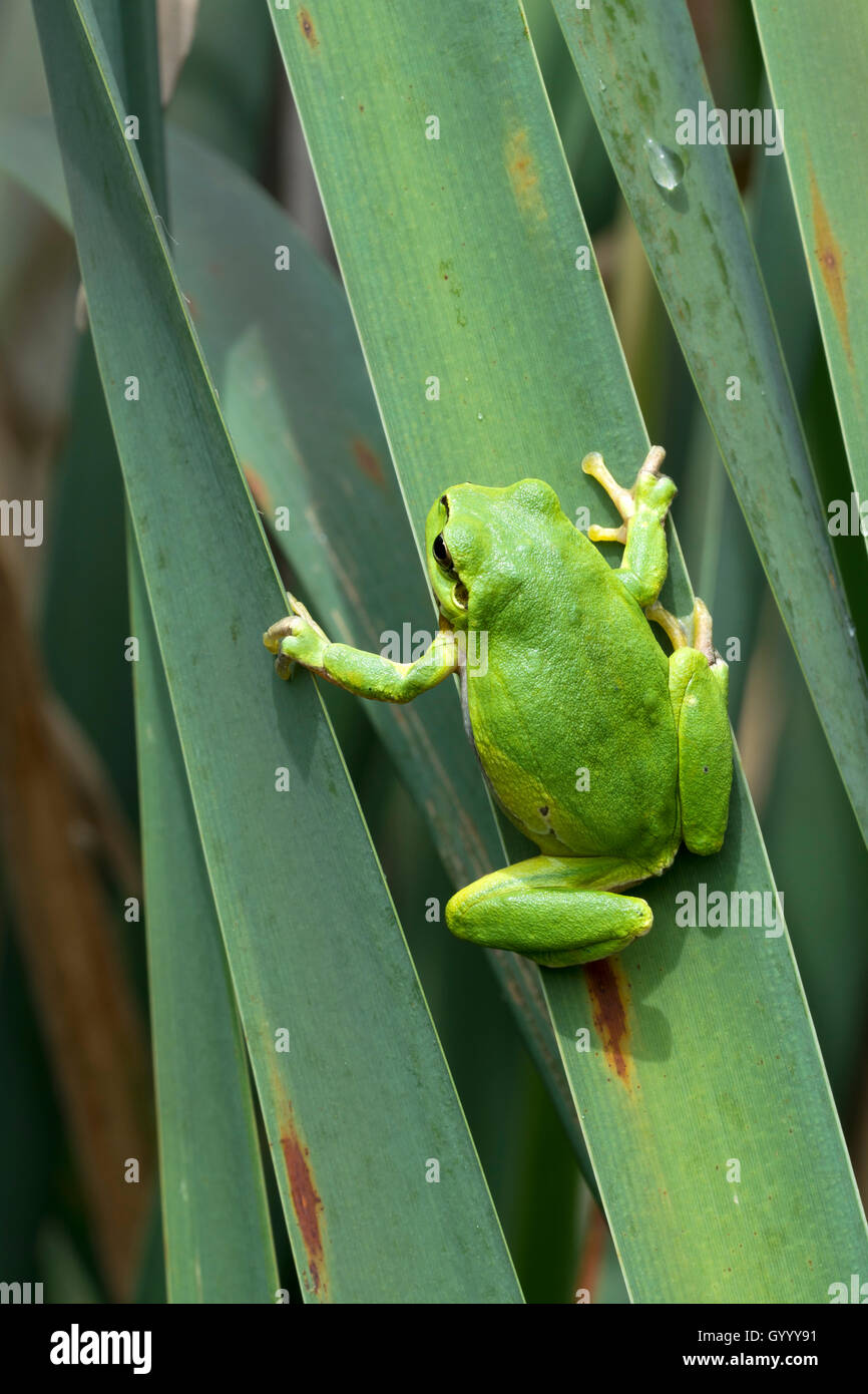 Unión Tree Frog (Hyla Arborea) sentado sobre hojas, Burgenland, Austria Foto de stock