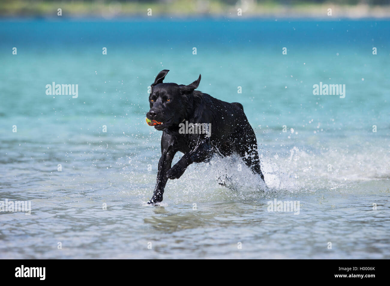 Labrador negro, corriendo a través del agua, Tirol, Austria Foto de stock