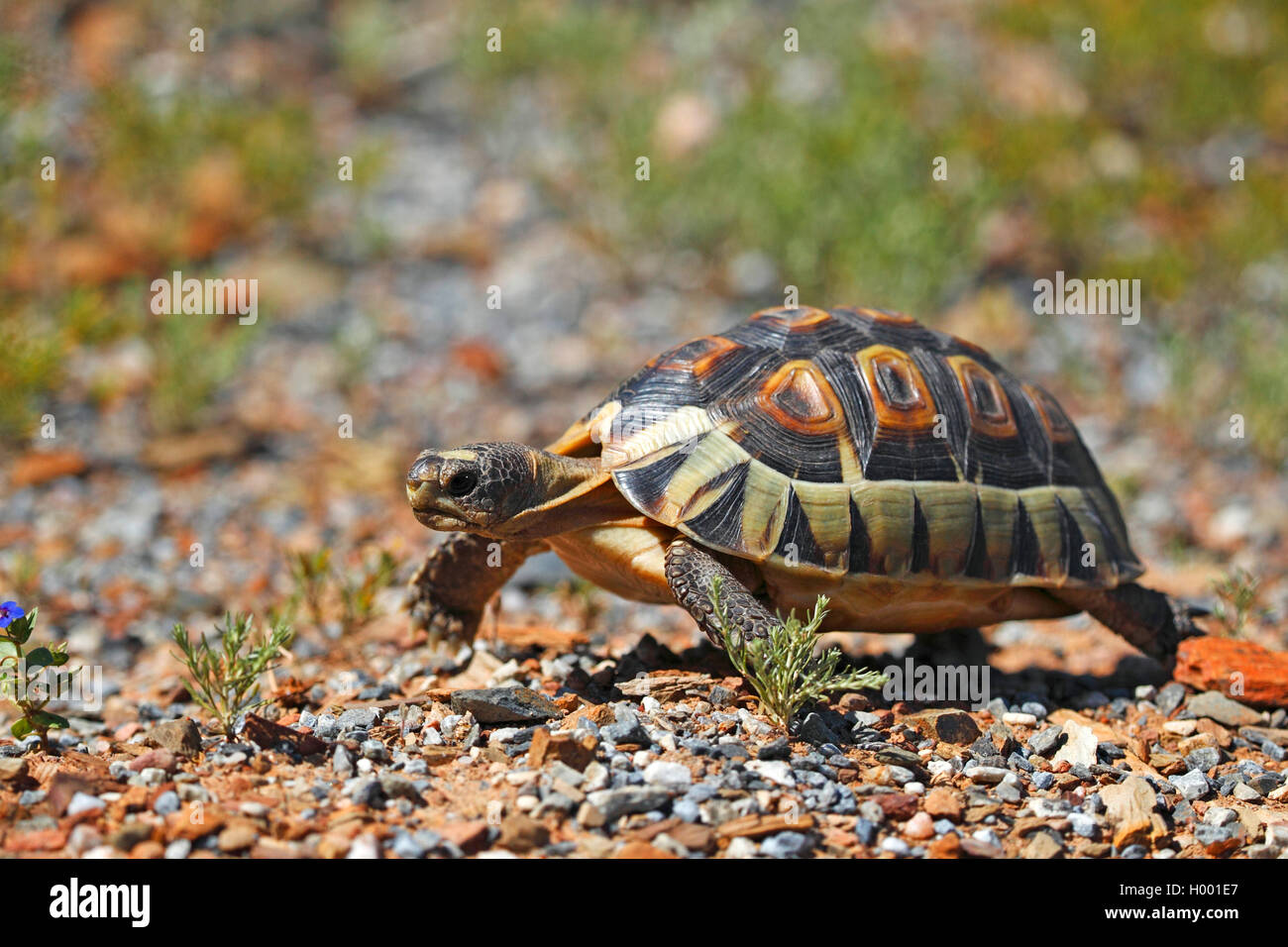 Sudáfrica (tortuga bauprés Chersina angulata), paseos, Western Cape, Sudáfrica Foto de stock
