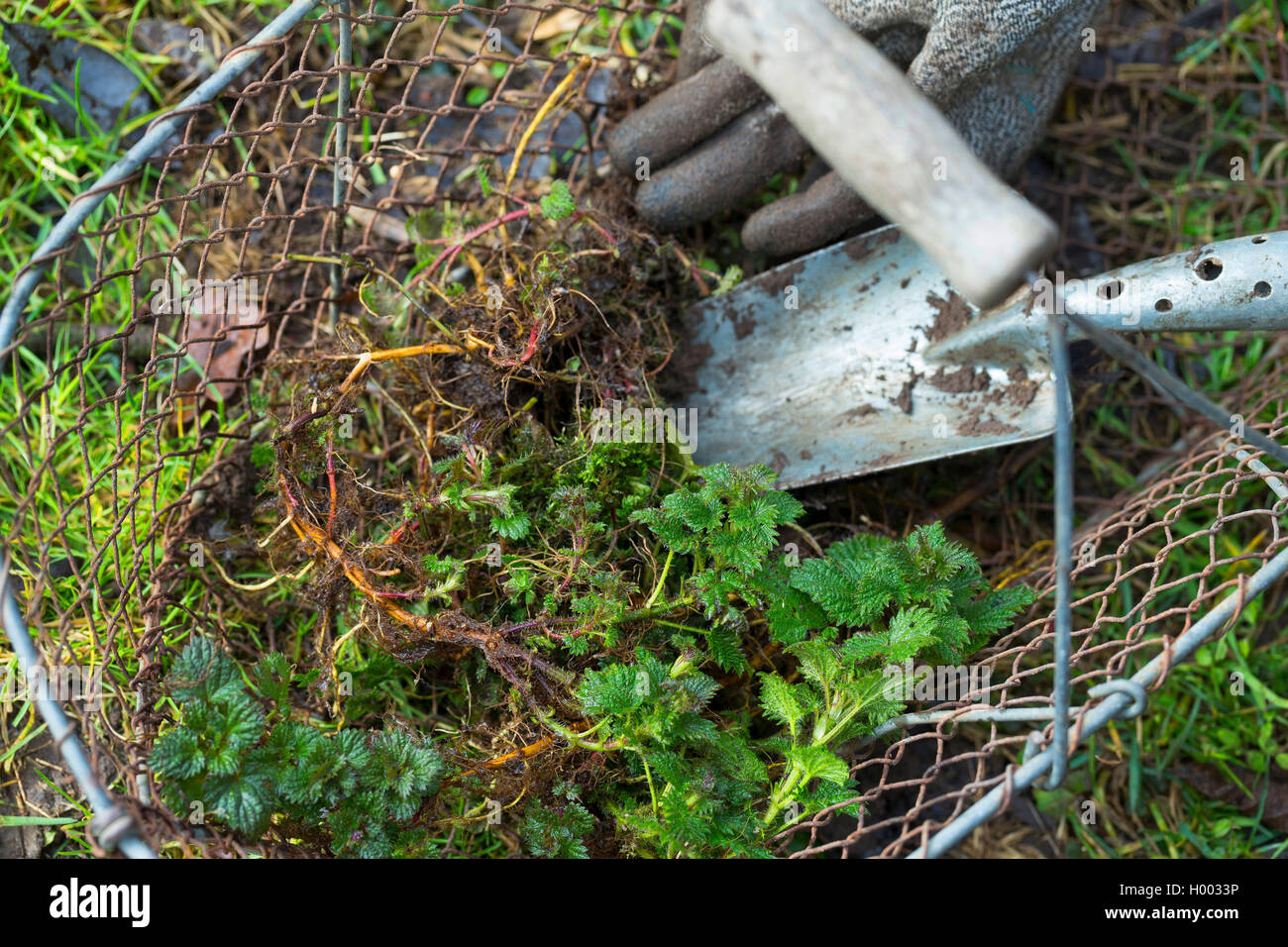 Grosse Brennnessel, Grosse Brennessel (Urtica dioica), Brennnesselwurzeln werden ausgegraben, Deutschland | ortiga (URT Foto de stock