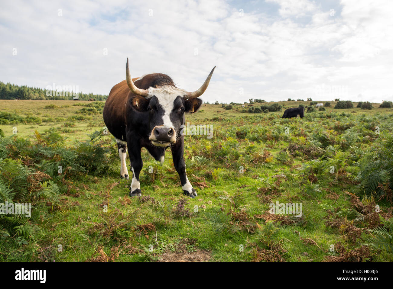 Grandes cuernos buscando ganado intimidante, New Forest, Hampshire, Reino Unido. Foto de stock