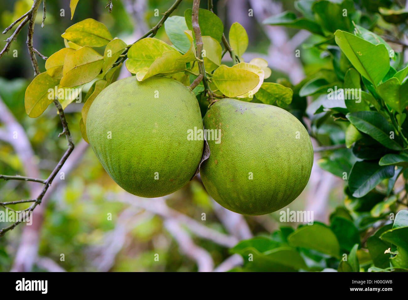 árbol frutal de pomelo fotografías e imágenes de alta resolución Alamy