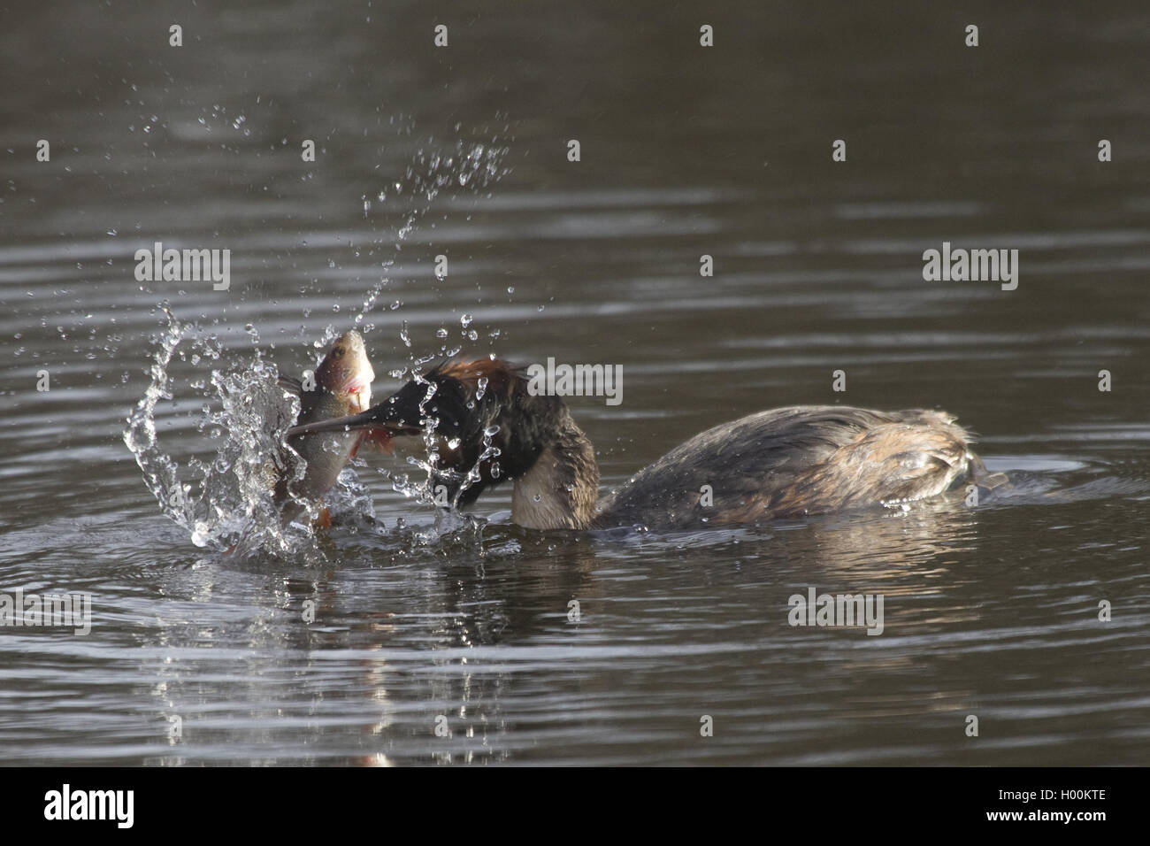 Somormujo lavanco (Podiceps cristatus), depredando un pez, vista lateral, en Alemania, en Renania del Norte-Westfalia Foto de stock