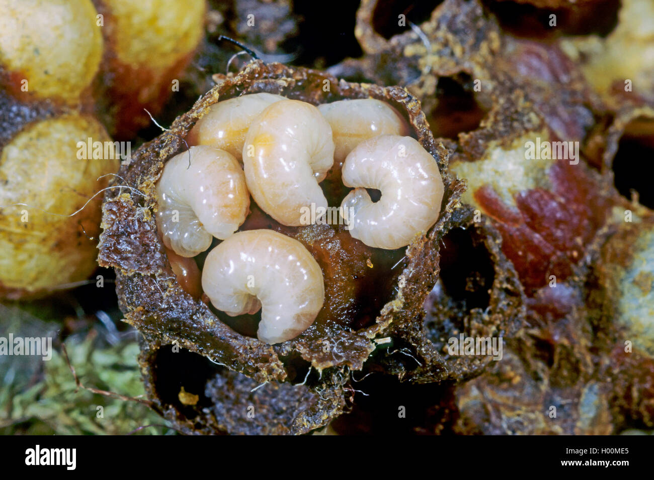 Carda de abeja, carda de abeja común (Bombus pascuorum Bombus, agrorum), las larvas mayores, Alemania Foto de stock