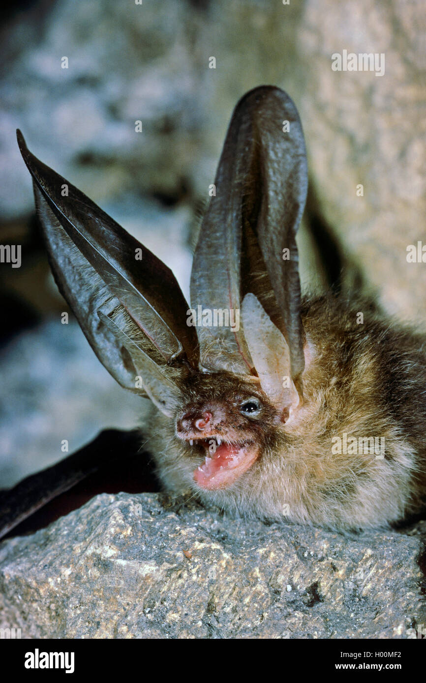 Braunes Langohr, Braune, Grossohr Langohrfledermaus (Plecotus auritus), drohend, Portraet, Deutschland | brown larga murciélago orejudo, c Foto de stock
