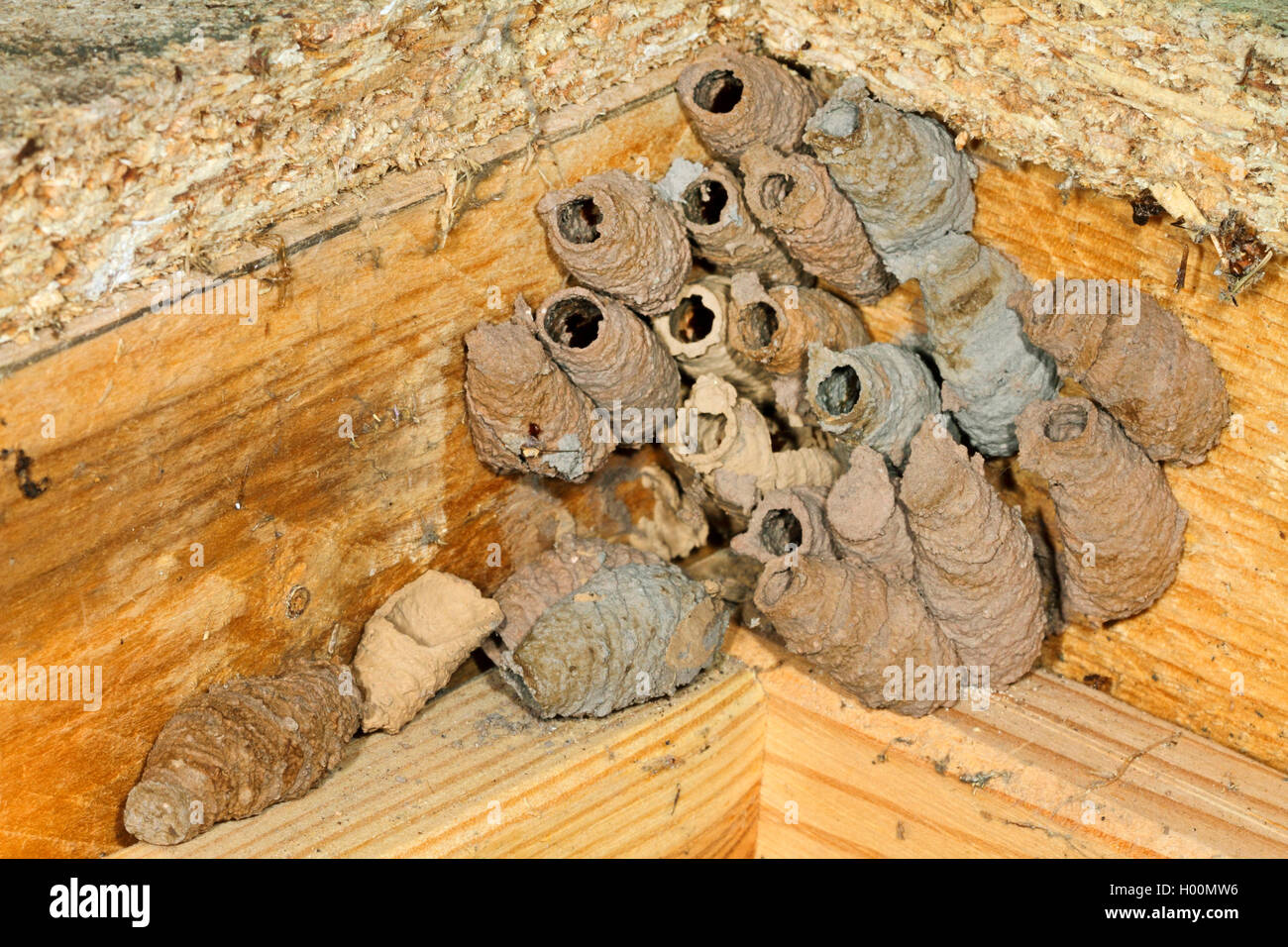Bola de barro, Barro wasp, Digger (avispa Sceliphron curvatum, Pelopoeus curvatus), nido de arcilla, Alemania Foto de stock