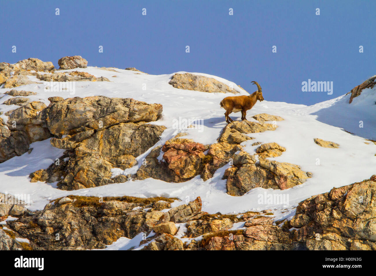 Alpina (Capra ibex, Capra ibex ibex), de pie en las montañas cubiertas de nieve en una cresta rocosa , Suiza, Grisones, ENGADIN Foto de stock
