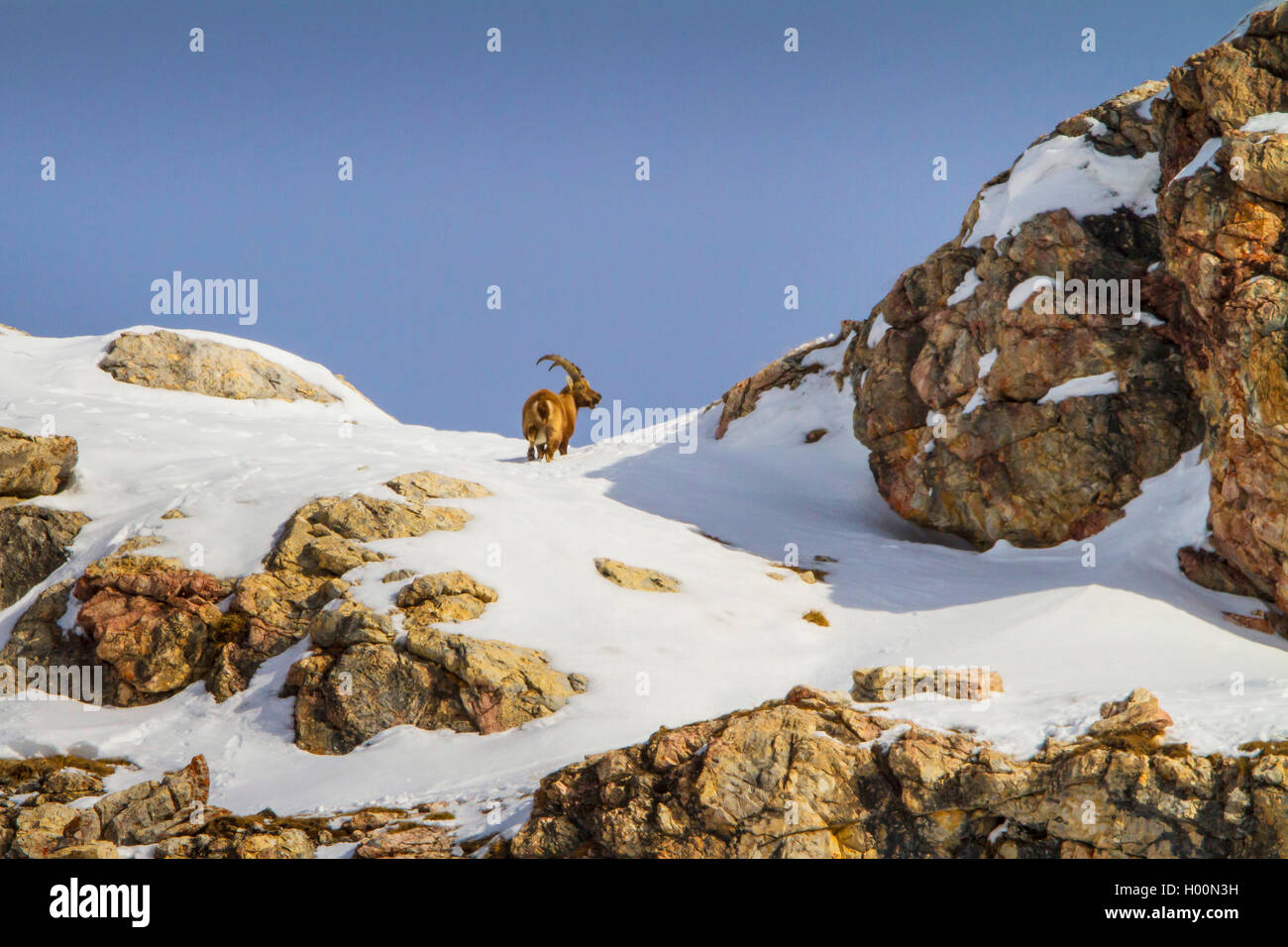 Alpina (Capra ibex, Capra ibex ibex), de pie en las montañas cubiertas de nieve en una cresta rocosa , Suiza, Grisones, ENGADIN Foto de stock