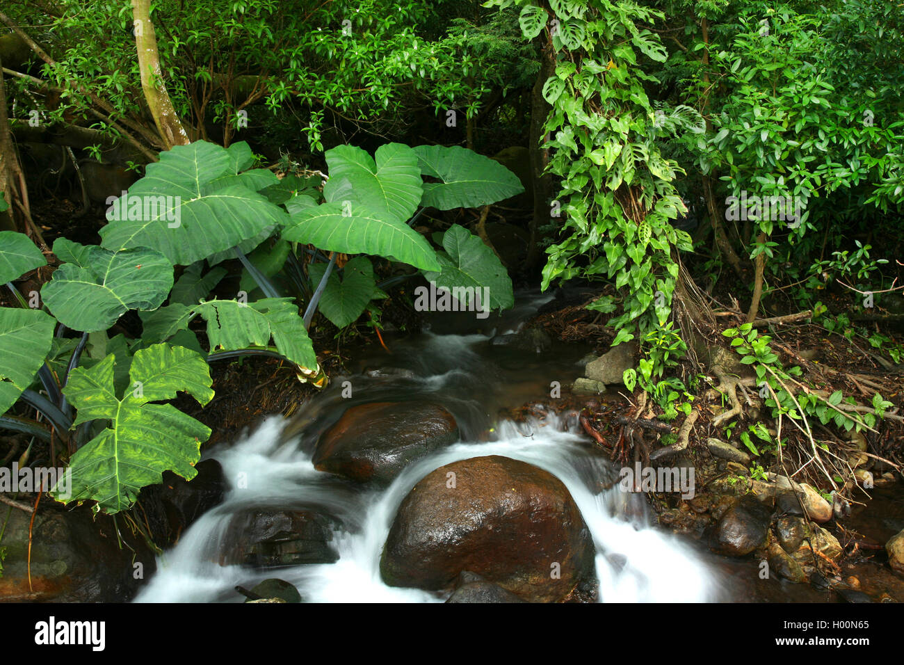Arroyo en el bosque tropical, Costa Rica Foto de stock