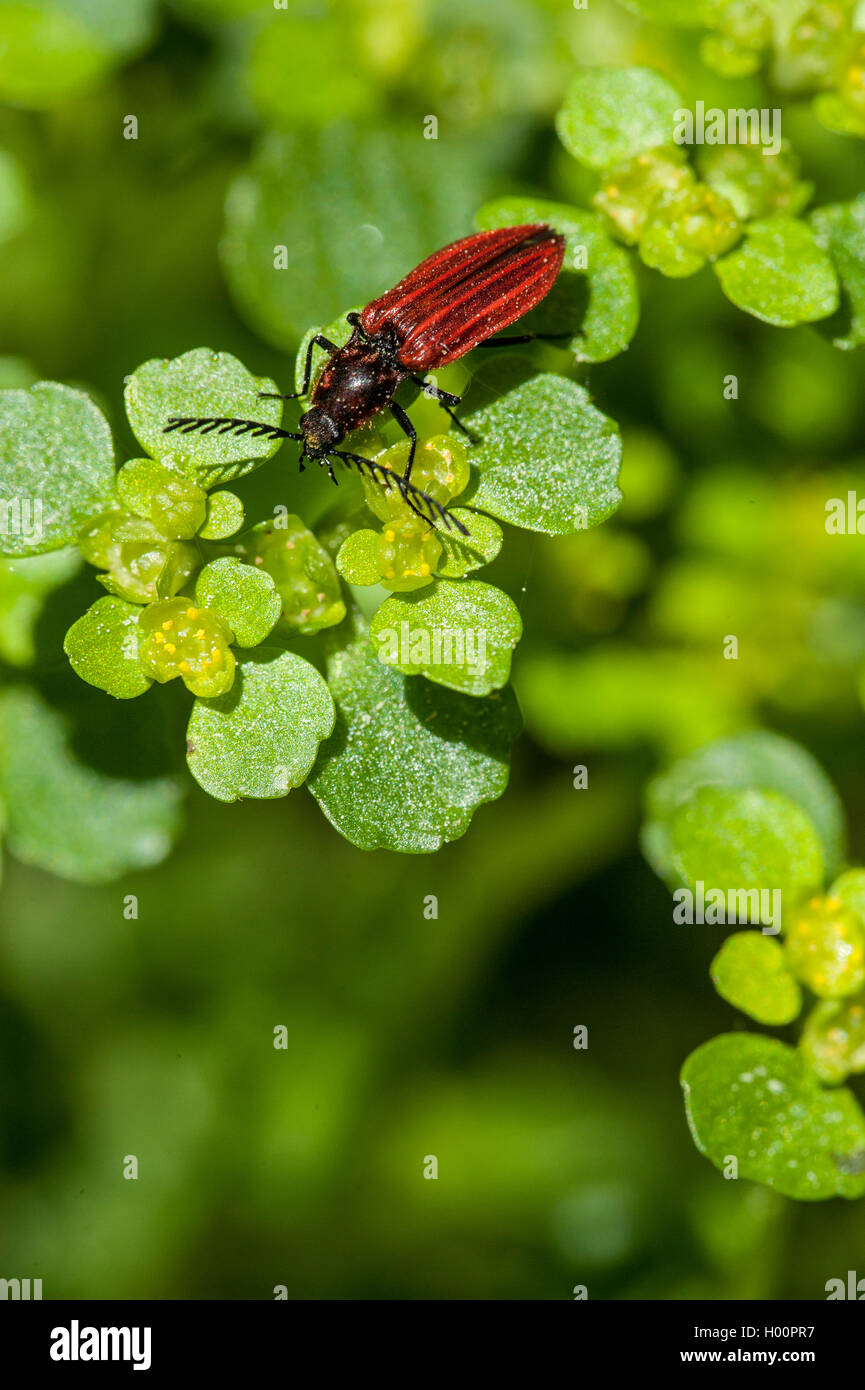 Enfrente de las saxífragas rojo-oro-hojas (Chrysosplenium oppositifolium) Inflorescencia con escarabajo, Alemania Foto de stock